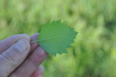 Crataegus fluviatilis