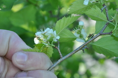 Crataegus fluviatilis