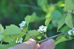 Crataegus fluviatilis