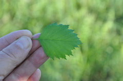 Crataegus fluviatilis