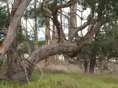 Eucalyptus yarraensis