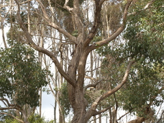 Eucalyptus yarraensis