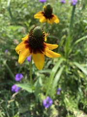 Rudbeckia maxima