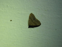 Phalaenostola metonalis