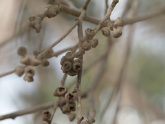 Eucalyptus yarraensis