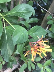 Hamelia patens glabra