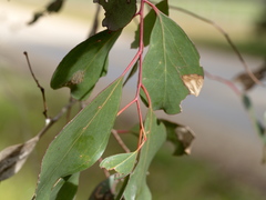 Eucalyptus yarraensis