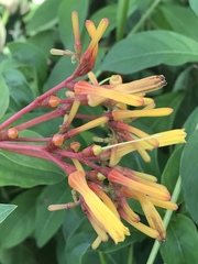 Hamelia patens glabra