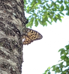 Neope goschkevitschii