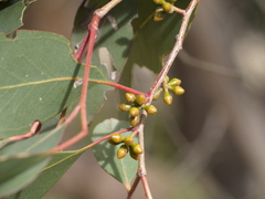Eucalyptus yarraensis