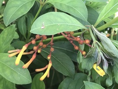 Hamelia patens glabra