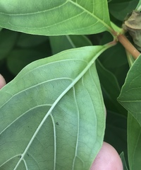 Hamelia patens glabra