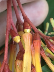 Hamelia patens glabra