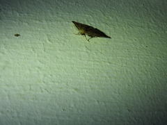 Phalaenostola metonalis