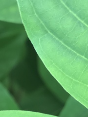 Hamelia patens glabra