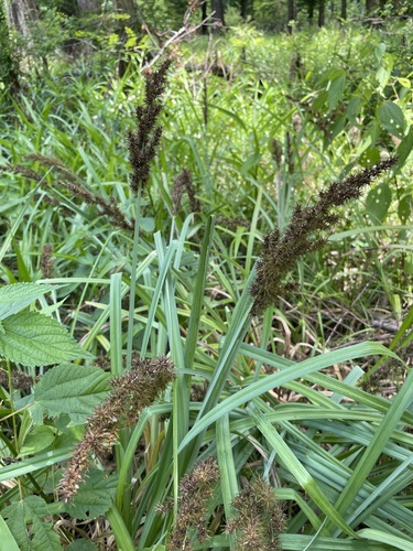 Carex crus-corvi image