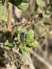 Trirhabda flavolimbata