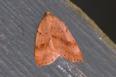 Thallophaga hyperborea