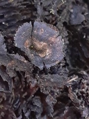 Fungi