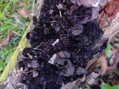 Fungi