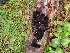 Fungi