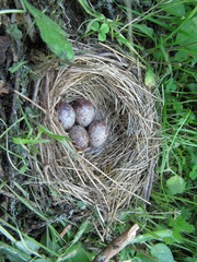Junco