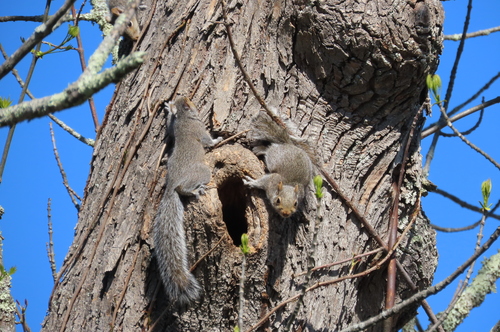 Eastern Gray Squirrel photographed in Massachusetts
