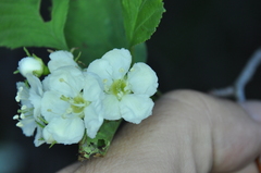 Crataegus acutifolia