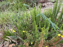 Hibbertia fasciculata