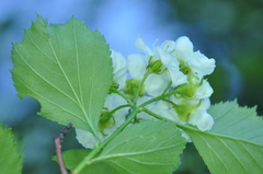 Crataegus acutifolia