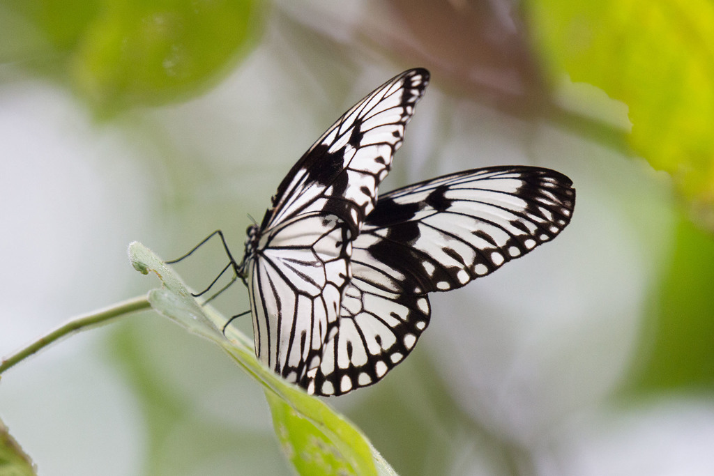 Durvillei's Tree Nymph