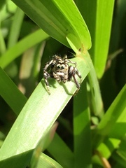 Hyllus