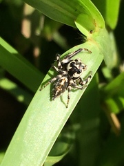 Hyllus