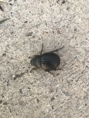 Phyllophaga cribrosa