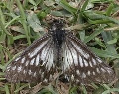 Catasticta affinis affinis