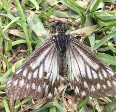 Catasticta affinis affinis