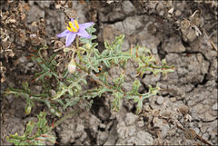 Solanum lacunarium