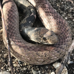 Masticophis flagellum