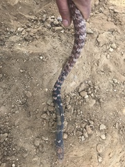 Masticophis flagellum