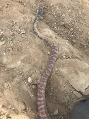 Masticophis flagellum