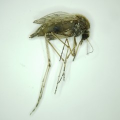 Psorophora discolor