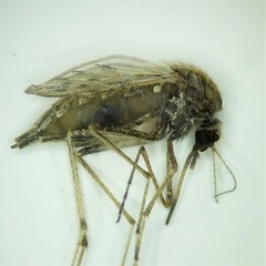 Psorophora discolor