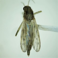 Psorophora discolor