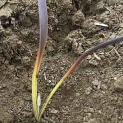 Dipterostemon capitatus