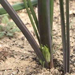 Dipterostemon capitatus