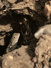 Uta stansburiana elegans