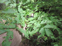 Fraxinus nigra image