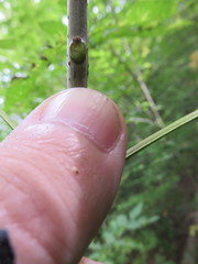 Fraxinus nigra image