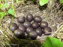 Nothoprocta cinerascens