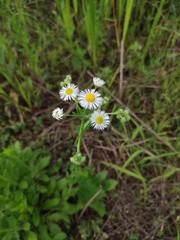 Erigeron annuus